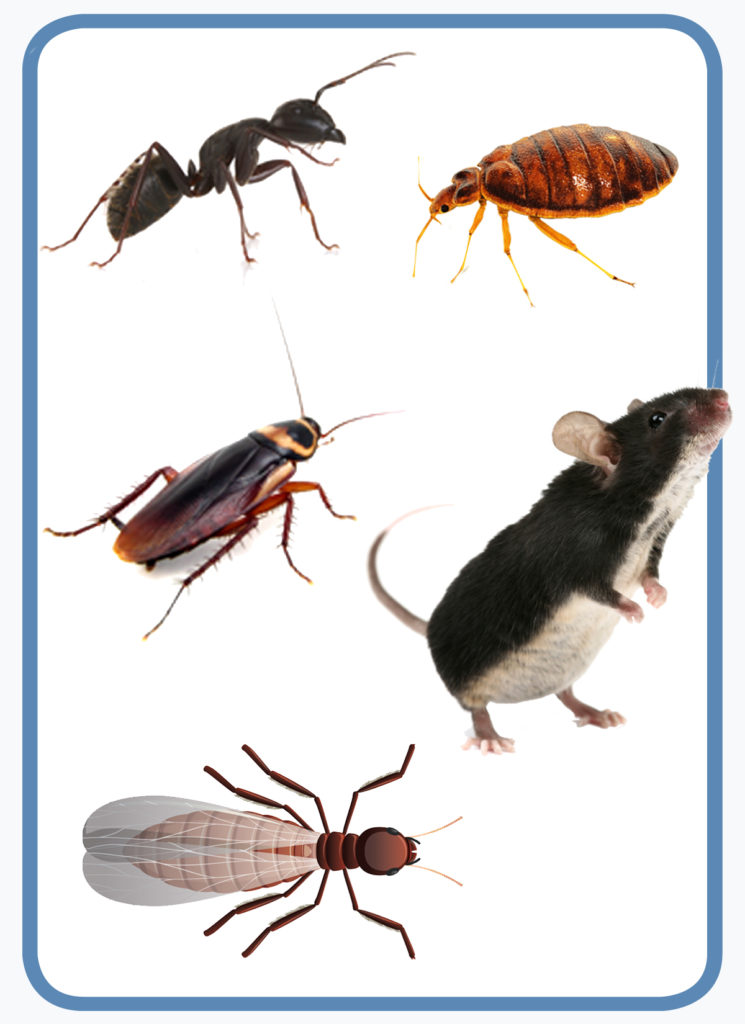 NYPMABugs NYPMABugs